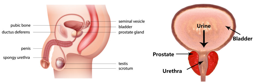 vacuum erection device