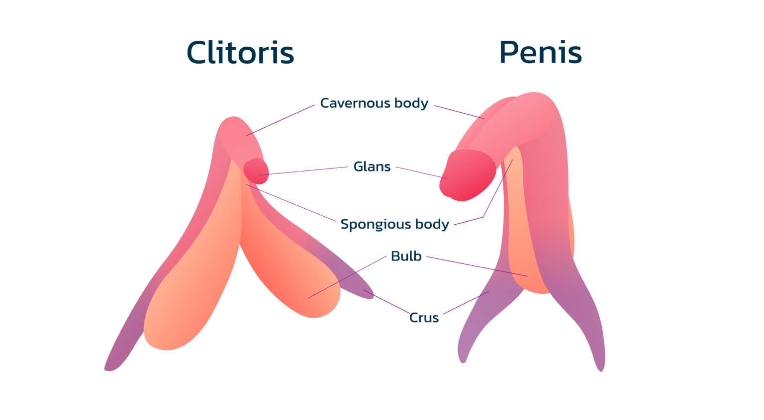 Women have Erectile Dysfunction Too - menMD
